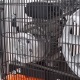 Компрессор поршневой Patriot Remeza СБ 4/С-100 LB 30 A в Липецке
